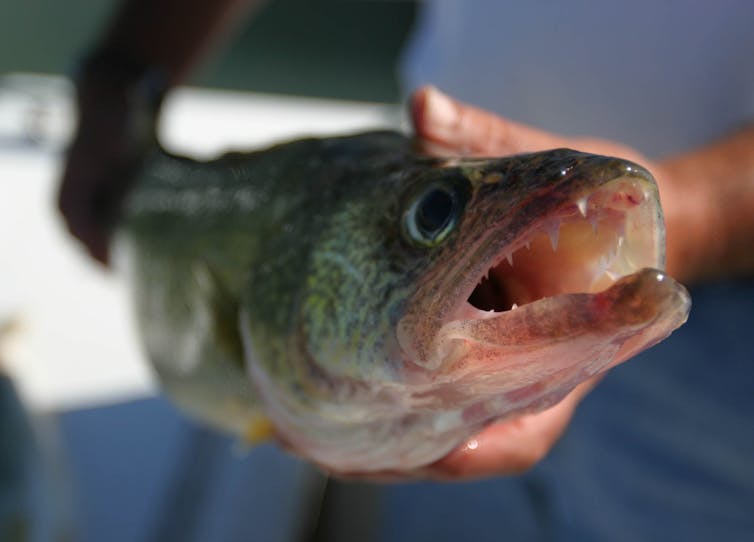 A person's hands hold a fish with large eyes and an open mouth.