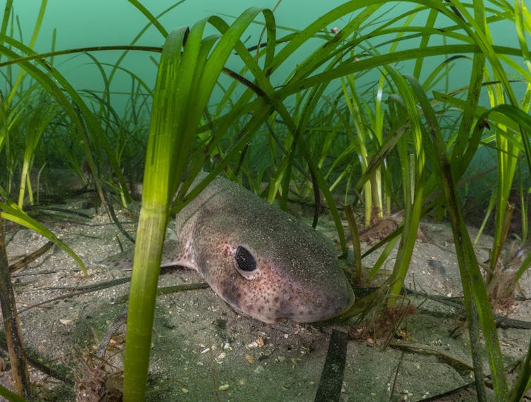 catshark lying on seabed in seagrass meadow