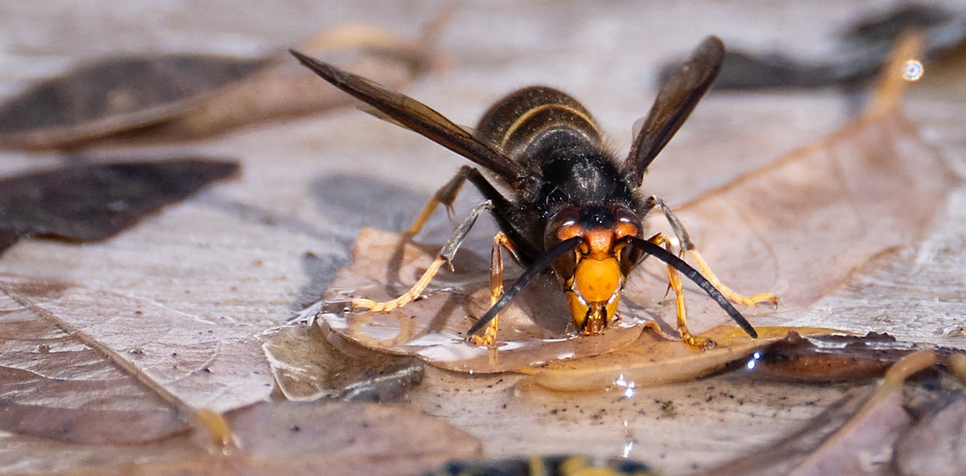 NZ may be winning the fight against the invasive yellow-legged hornet – but a crucial phase lies ahead