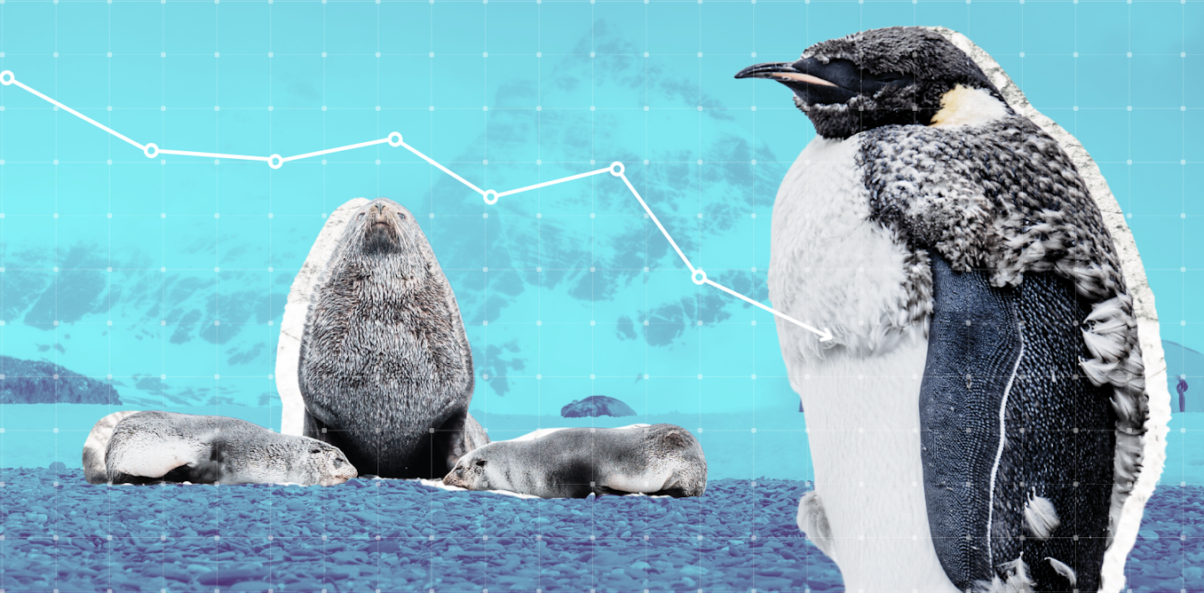 The beloved emperor penguin and Antarctic fur seal are now officially endangered. Here’s what can be done