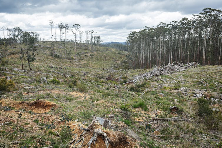 A birds-eye picture of a logged forest.