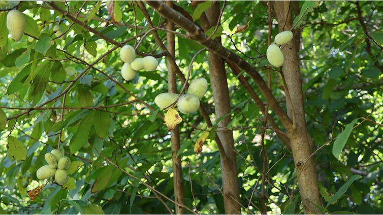 A tree with large green fruit.