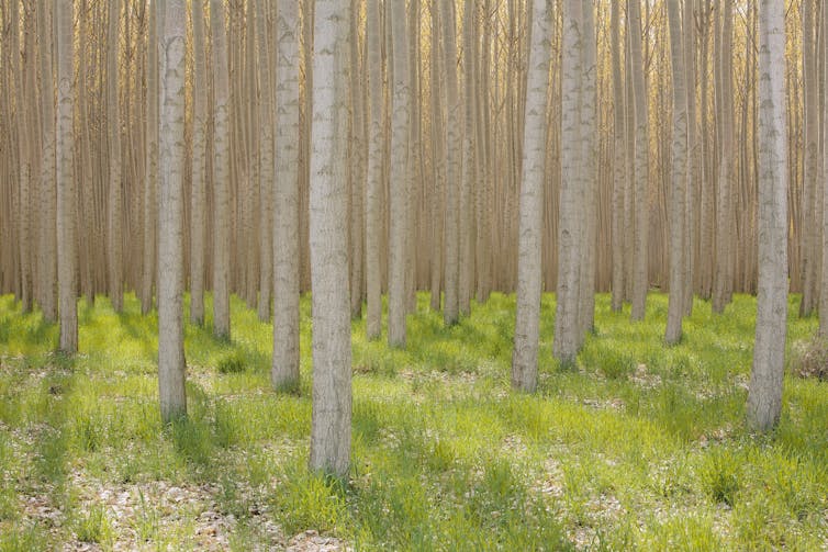 Rows of white birch trees with low grasses below and not much else.