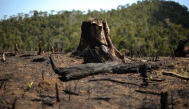 Our efforts to halt global forest loss aren’t working: new research