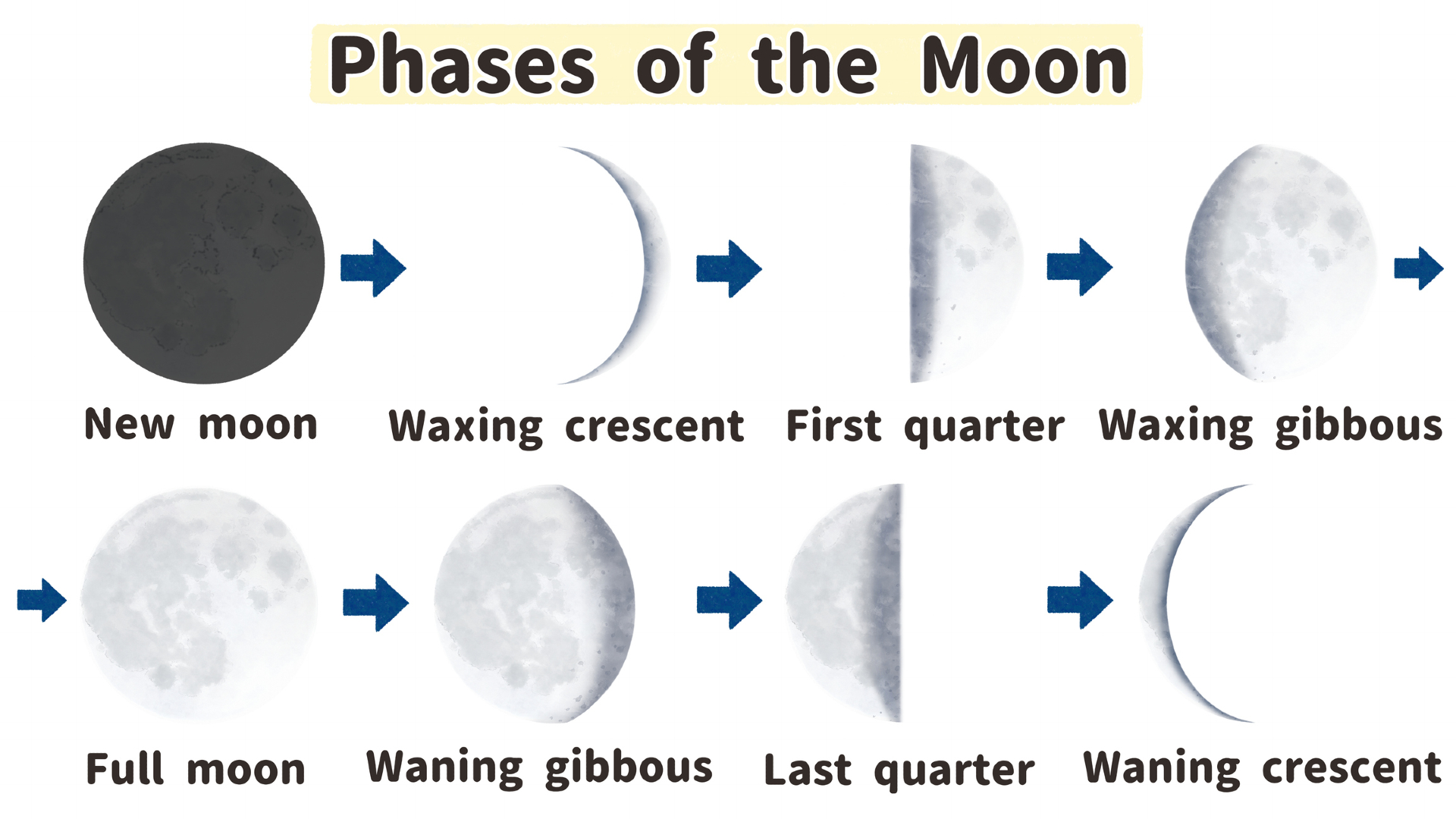 A white figure with a series of gray circles on it showing the labeled phases of the moon