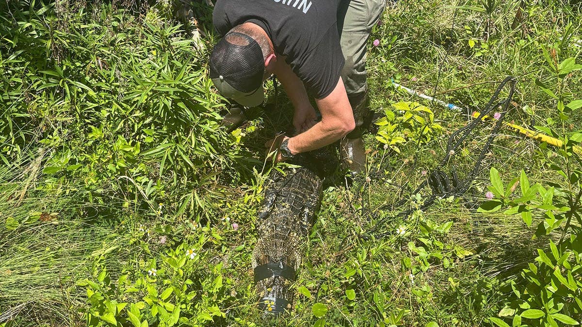florida gator picture