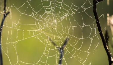 GitHub Will Use Copilot Interaction Data from Free, Pro, and Pro+ Users to Train AI Models