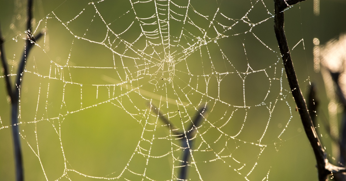 GitHub Will Use Copilot Interaction Data from Free, Pro, and Pro+ Users to Train AI Models