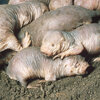 Naked And Unafraid: The Secret Lives Of Naked Mole Rats