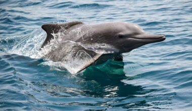 How the Iran war impacts dolphins, turtles in the Strait of Hormuz