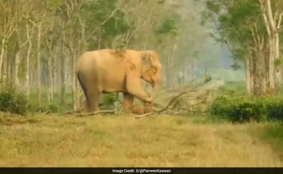 Grieving Mother Elephant Struggles To Accept Calf's Death In Heartbreaking Clip