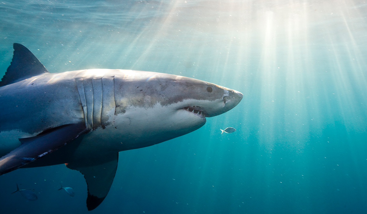 Great White Shark