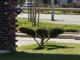 Daylight comparison, telephoto camera (10x): Galaxy S26+ - 230mm, f/2.4, ISO 25, 1/536s (4000x3000px) - Samsung Galaxy S26 Plus vs. Galaxy S26 Ultra