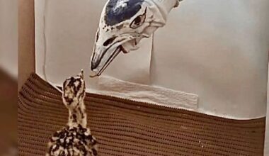 Rare Great Indian Bustard Chick Hatched in Gujarat After 800km Rescue, 50-Member Team Guards Critically Endangered Bird