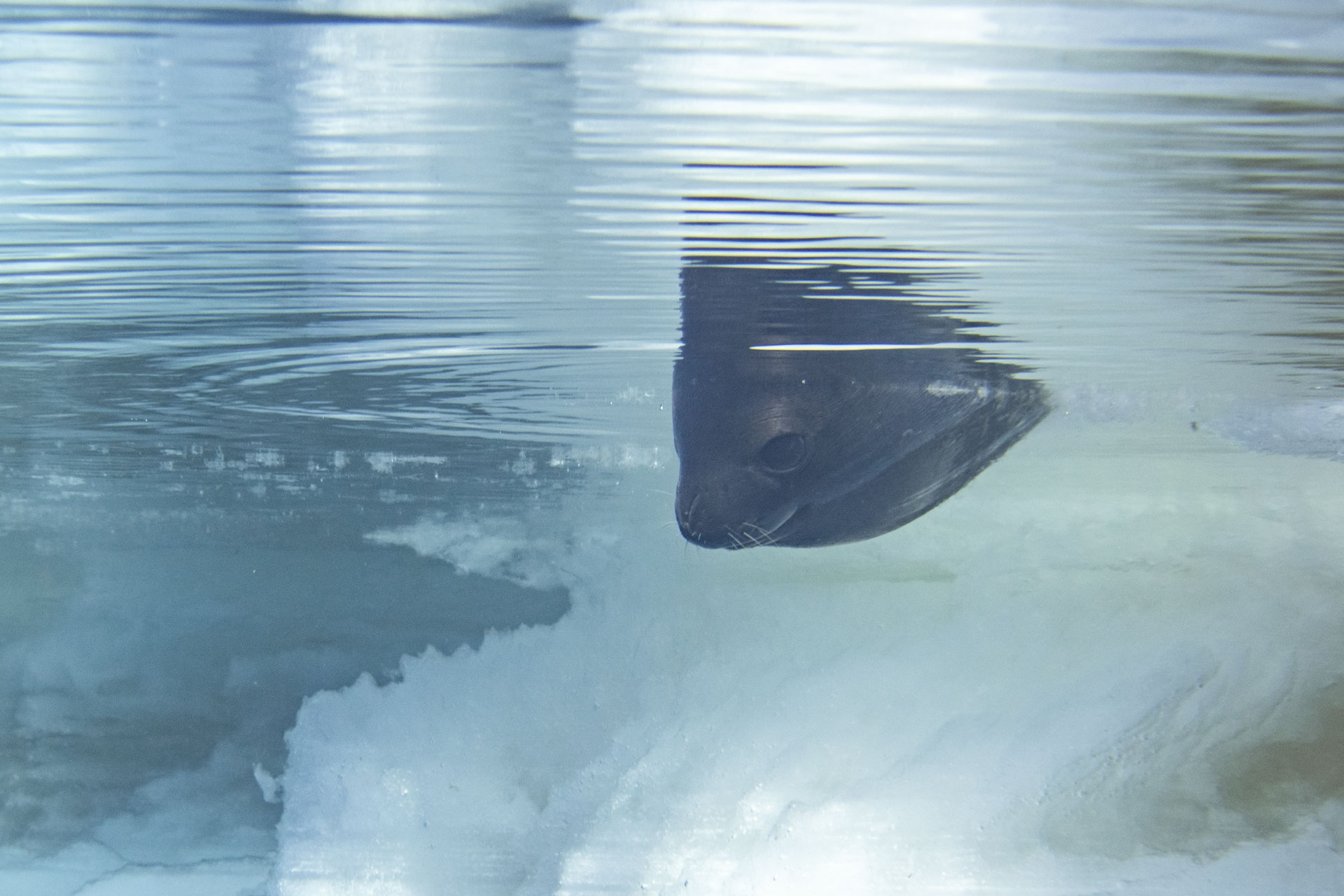Photos of a rare Ross seal in Antarctica by sealife photographer Justin Hofman, underwater near the surface