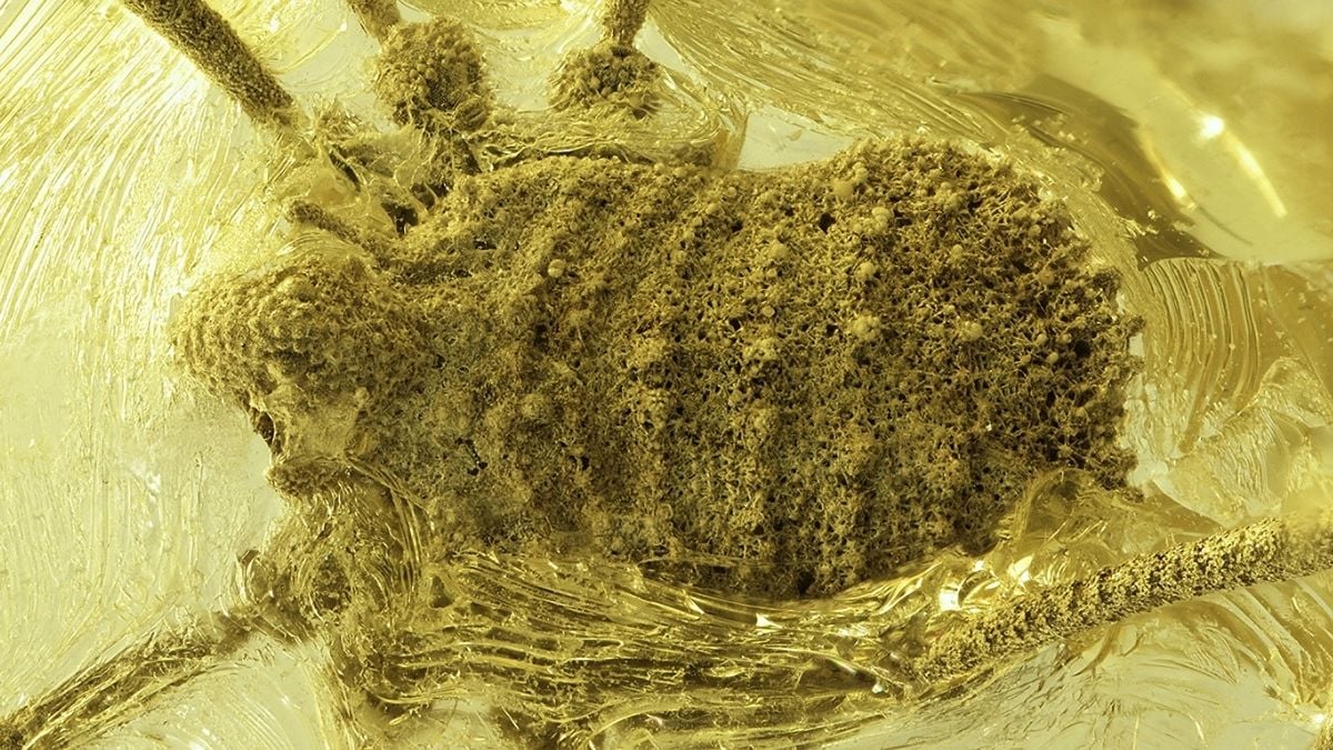 Scientists Discover a Strange Arachnid Trapped in Amber 35 Million Years Ago : ScienceAlert