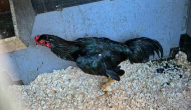 Man charged with animal cruelty as part of operation into alleged cock fighting in Tipperary - The Journal