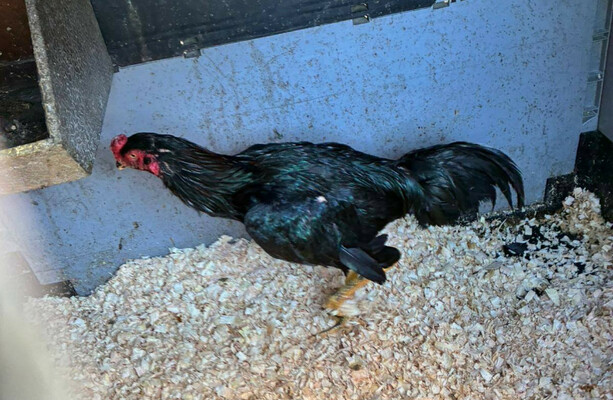 Man charged with animal cruelty as part of operation into alleged cock fighting in Tipperary - The Journal