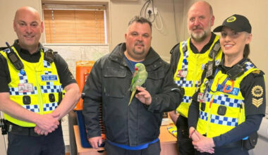 Parrot found perched outside Dublin Airport terminal reunited with owner - The Journal
