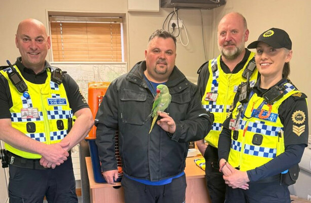 Parrot found perched outside Dublin Airport terminal reunited with owner - The Journal