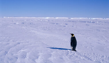 Emperor penguins are now certified endangered and two steps away from extinction