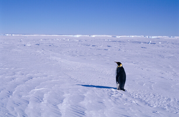 Emperor penguins are now certified endangered and two steps away from extinction