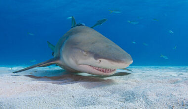 How much do you know about sharks? · TheJournal.ie