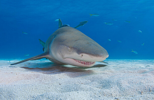 How much do you know about sharks? · TheJournal.ie