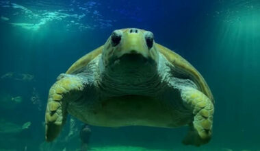 This turtle has lived in Kerry since Bertie was Taoiseach. Now she's being released to the wild - The Journal