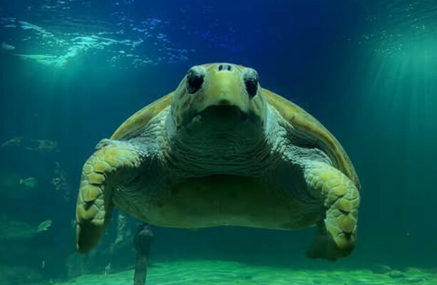 This turtle has lived in Kerry since Bertie was Taoiseach. Now she's being released to the wild - The Journal