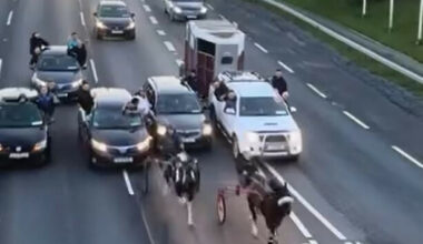 Charity calls for animal crime unit within gardaí in wake of distressing sulky racing videos - The Journal