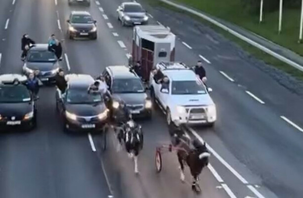 Charity calls for animal crime unit within gardaí in wake of distressing sulky racing videos - The Journal
