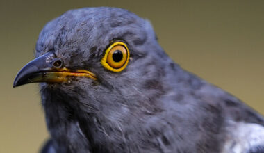 Cuckoo lands in Killarney National Park after flying 9,000 km from Ghana
