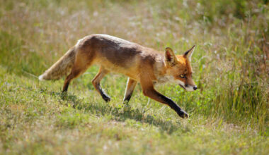 Sinn Féin votes to support a ban fox hunting after heated debate at party's Ard Fheis