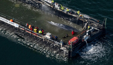 Stranded humpback whale 'Timmy' sets off in barge as Germany attempts last-ditch rescue effort - The Journal