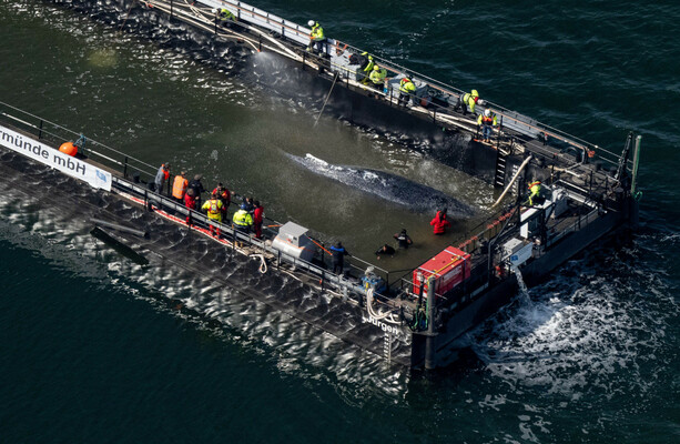 Stranded humpback whale 'Timmy' sets off in barge as Germany attempts last-ditch rescue effort - The Journal