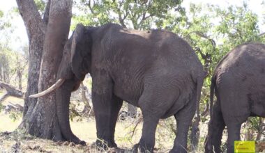 KZN Wildlife warns elephant crisis could force culling