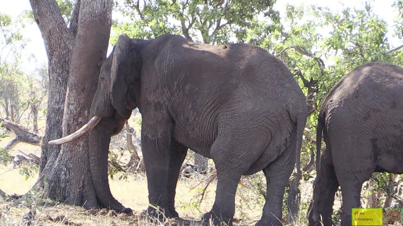 KZN Wildlife warns elephant crisis could force culling