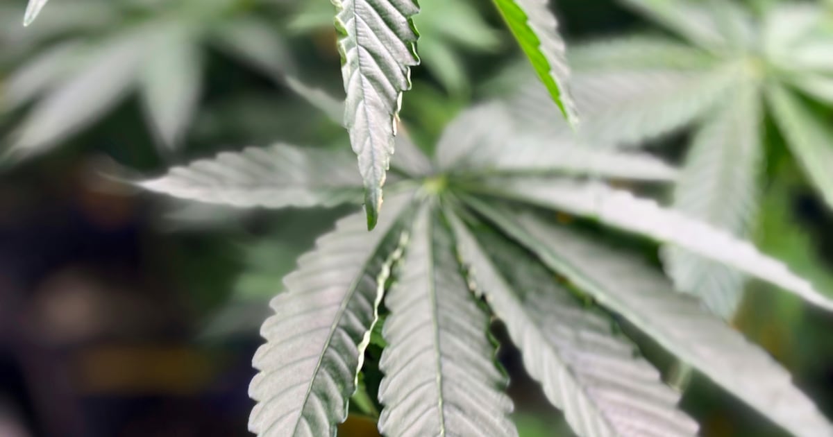 Washington doctors are sounding alarm on cannabis health effects, survey shows – KIRO 7 News Seattle