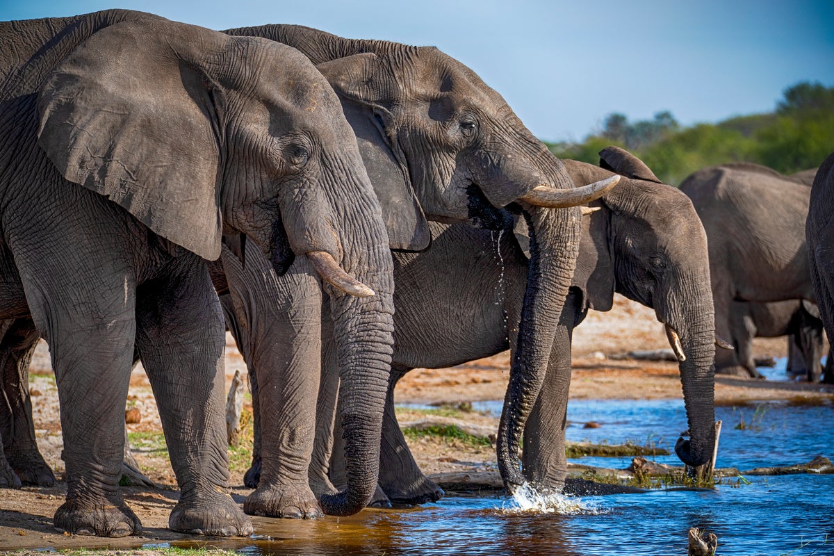 Millionaire hunter killed by herd of elephants in Africa - The Independent