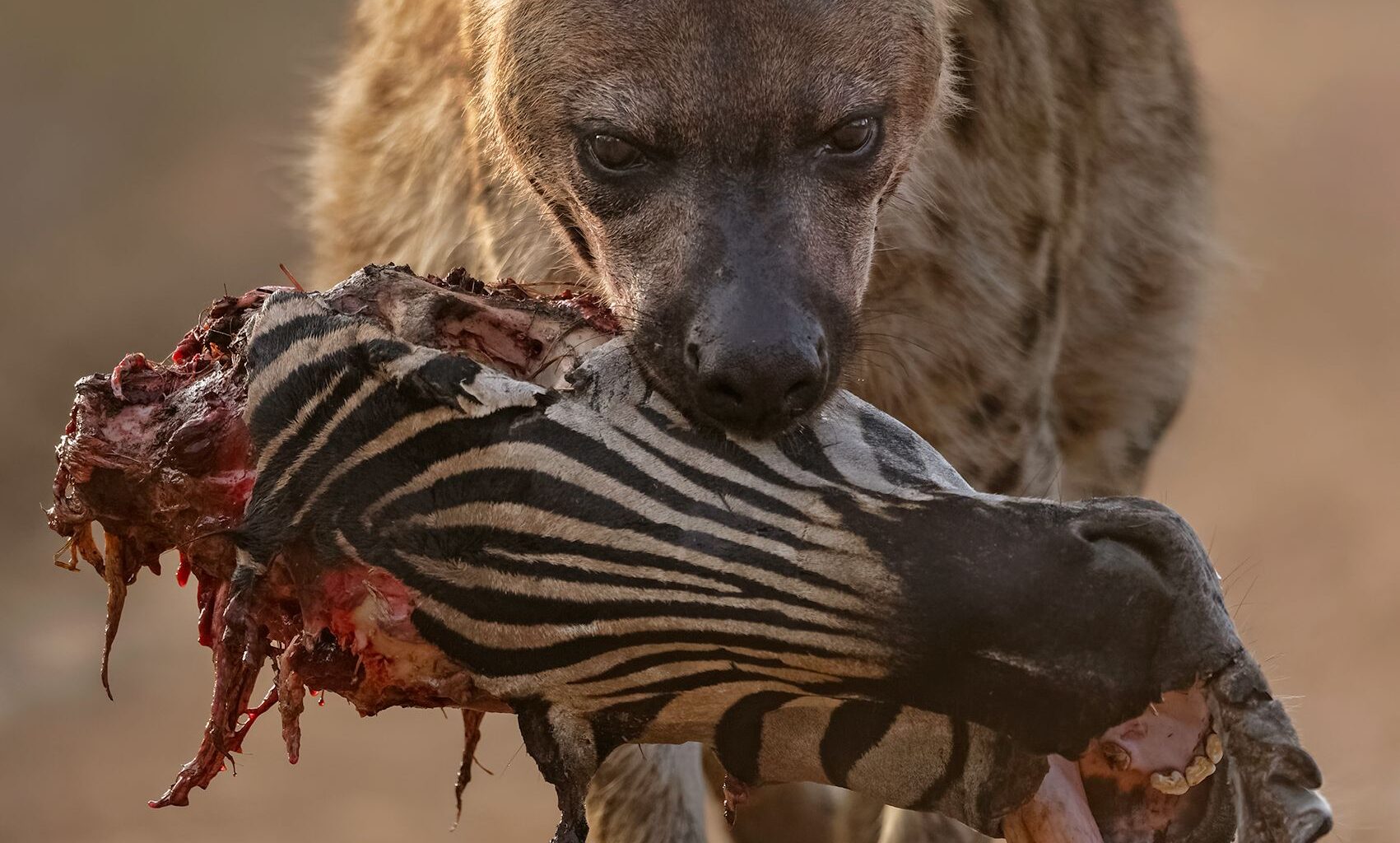 Hyena carrying partially eaten zebra head on a dirt path in a natural setting