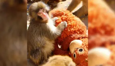 Punch the Macaque: What's Happened Since the Fame?