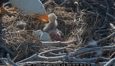 Viral bald eagles Jackie and Shadow welcome pair of eaglets
