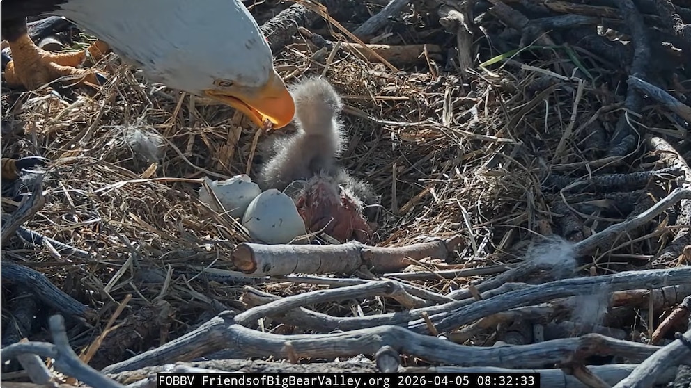 Viral bald eagles Jackie and Shadow welcome pair of eaglets