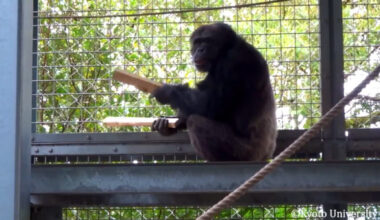 Ayumu the chimpanzee spontaneously produced long, multicomponent instrumental displays by drumming, dragging, and throwing self-detached objects. Transition and rhythm analyses revealed non-random sequencing partially resembling pant-hoot structure, predominantly isochronous timing, and a more stable tempo when using tools than with the body. Accompanying play-face and silent bared teeth expressions suggest high arousal and positive affect, supporting the idea that affective vocal expression can be externalized through instrumental sound. Image credit: Hattori et al., doi: 10.1111/nyas.70239.