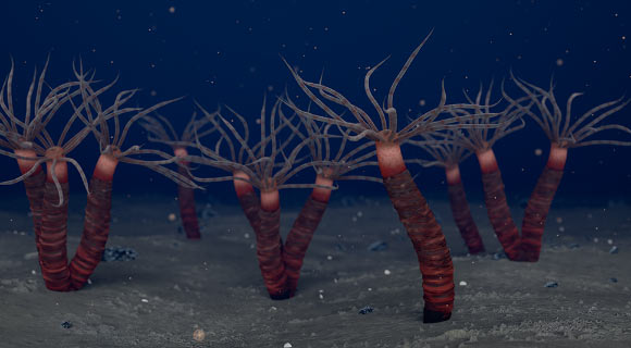 Depiction of Paleocanna tentaculum individuals living in single tubes, as well as clusters of two or three tubes attached together. Image credit: Ramirez-Guerrero et al., doi: 10.1017/jpa.2025.10211.