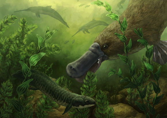 An artist’s impression of fossil platypus and environs circa 25 million years ago. Image credit: Gen Conway, Flinders University Palaeontology Lab.