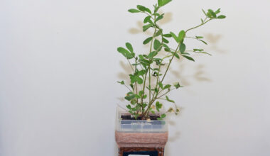 A green alfalfa plant growing vertically in a clear rectangular container, with a label reading "10C"