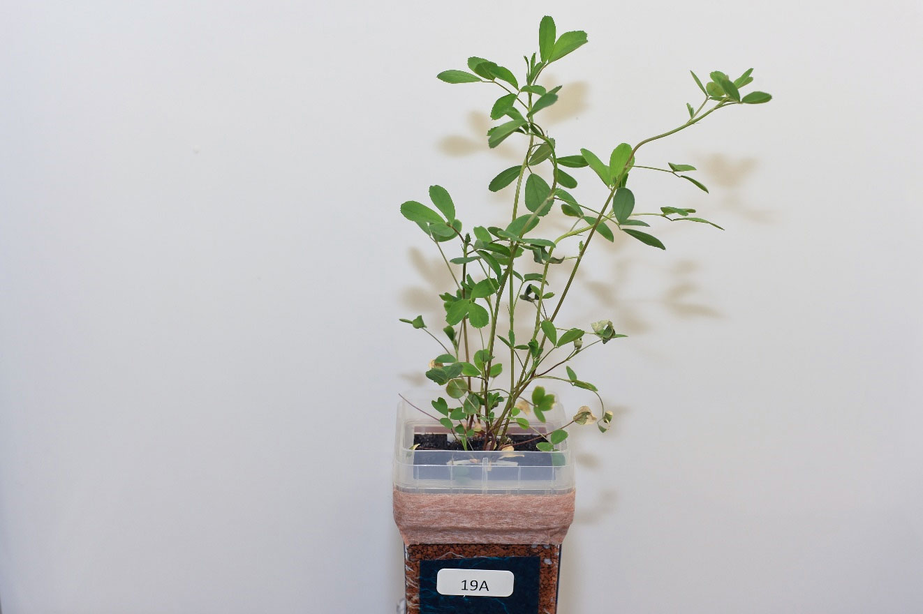 A green alfalfa plant growing vertically in a clear rectangular container, with a label reading "10C"