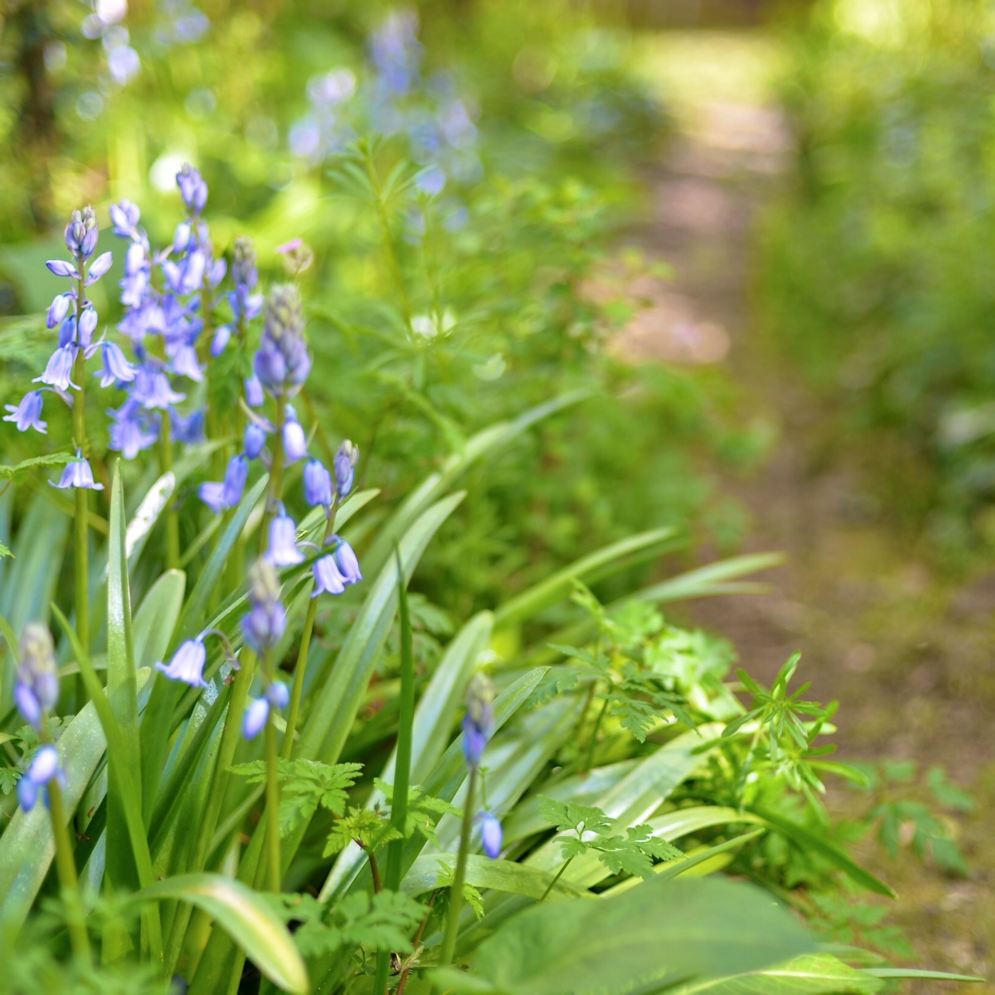 shade-loving bluebells